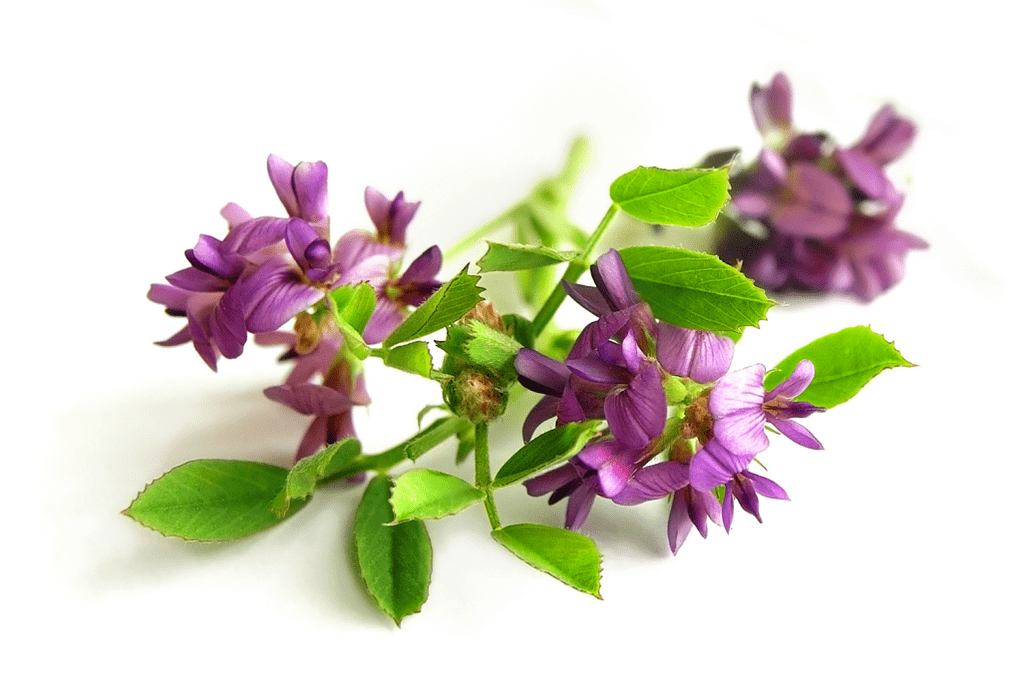Alfalfa esferikoa Artovitel-en barruan
