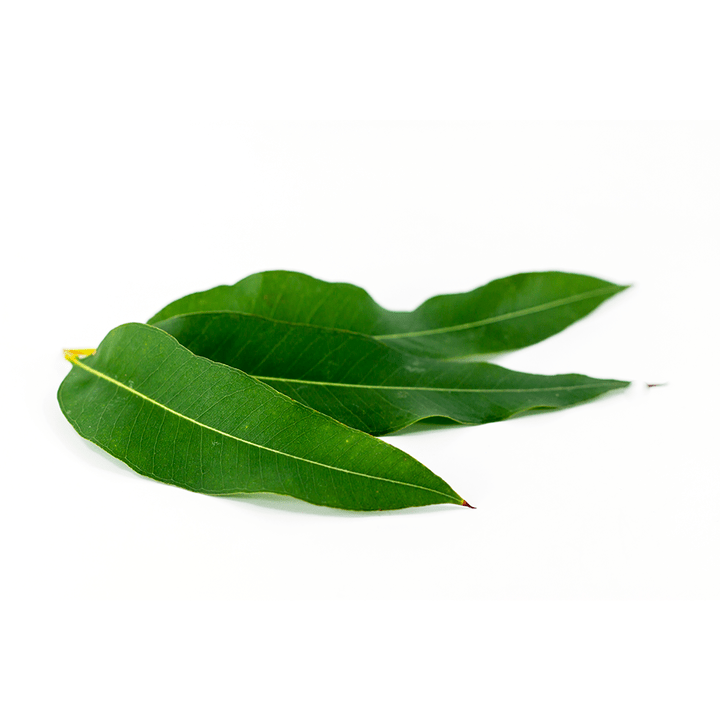 Eucalyptus globulus Artovitel-en barruan
